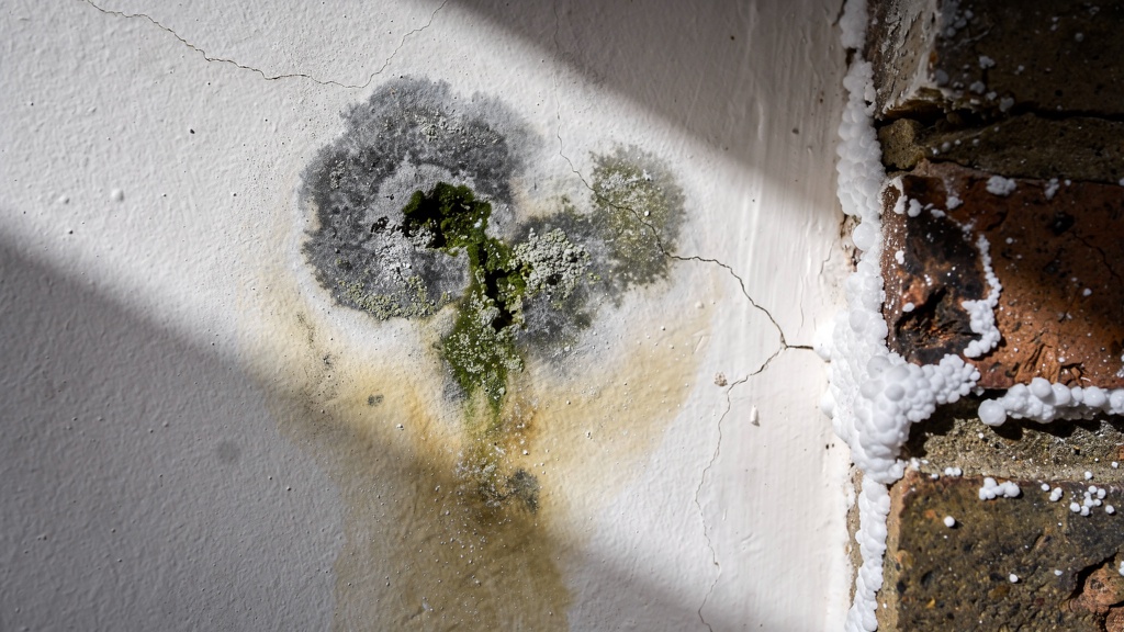Damp staining and mould on a Victorian property wall — common survey finding
